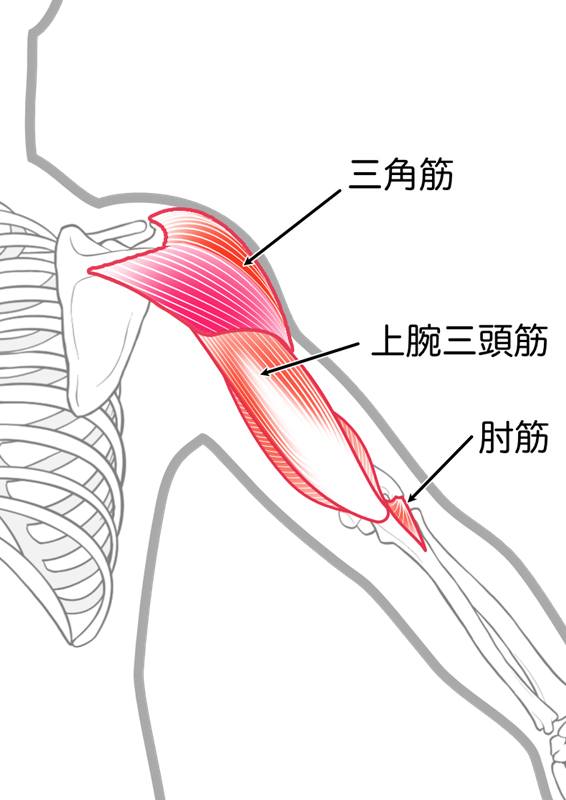 二の腕の筋肉を引き締める