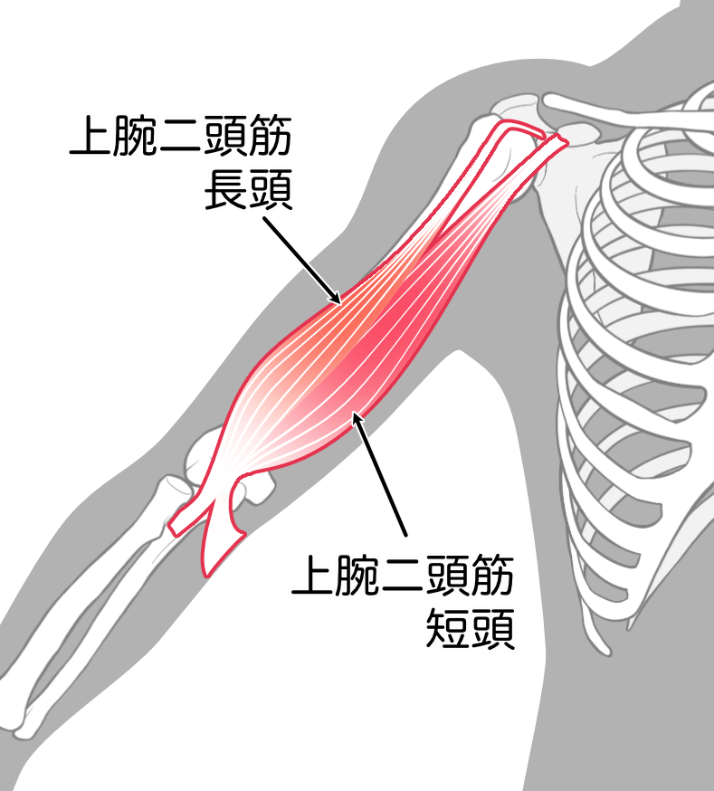 上腕二頭筋(長頭、短頭)