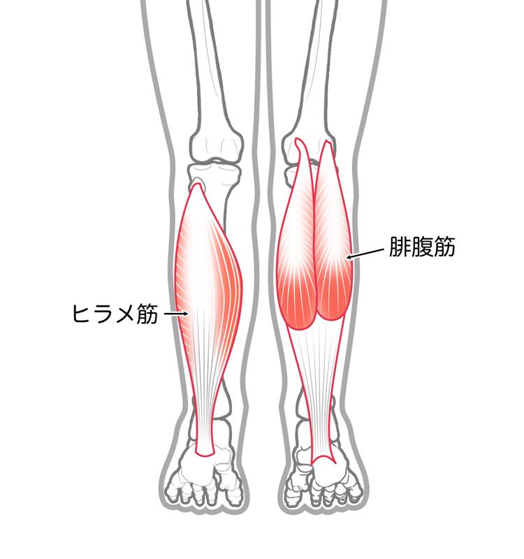 下腿三頭筋（腓腹筋・ヒラメ筋）