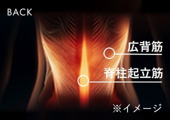 BACK 広背筋 脊柱起立筋 ※イメージ